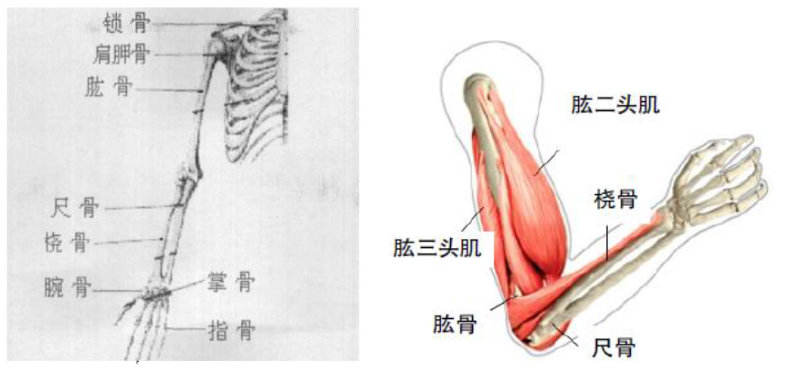 人体手臂结构图